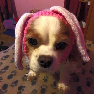 Bunny Ears Dog Snood