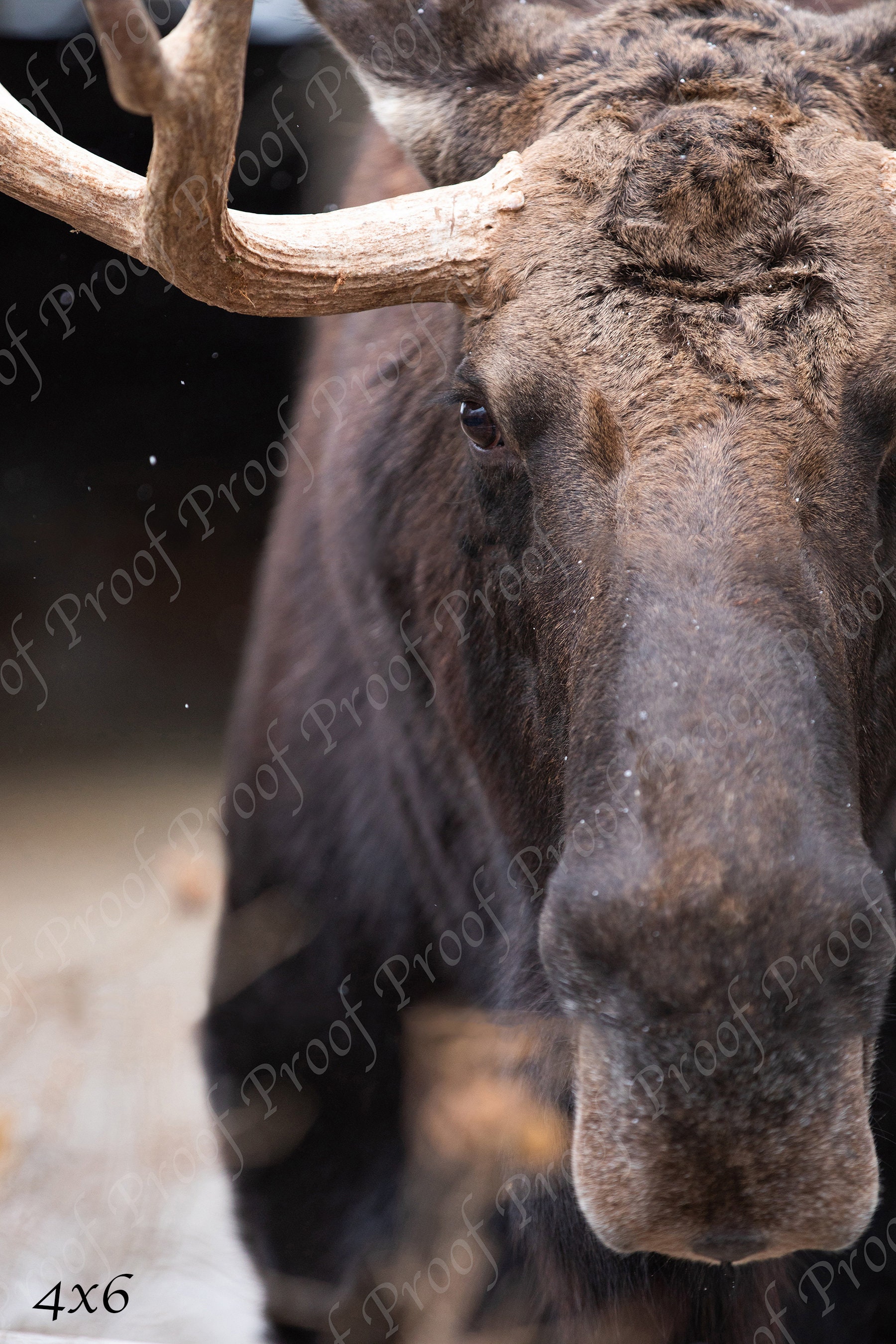 Moose Antler Closeup Photography Moose Print Animal Outdoor