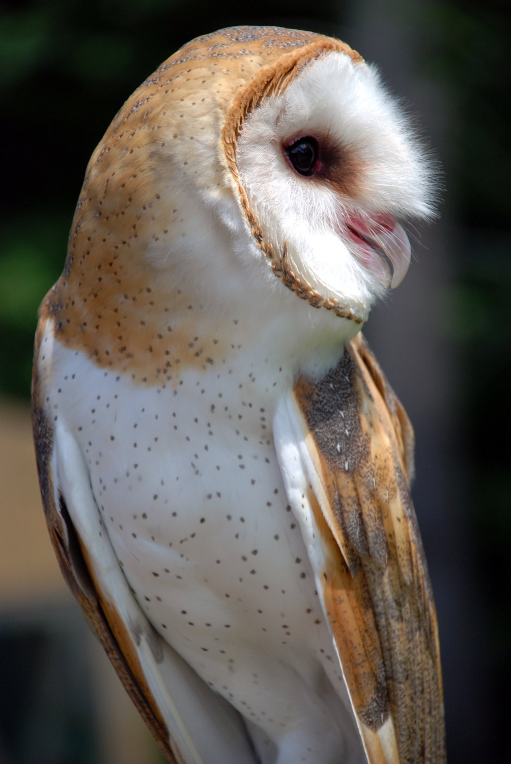 Barn Owl in Profile, Original Nature Art Photo