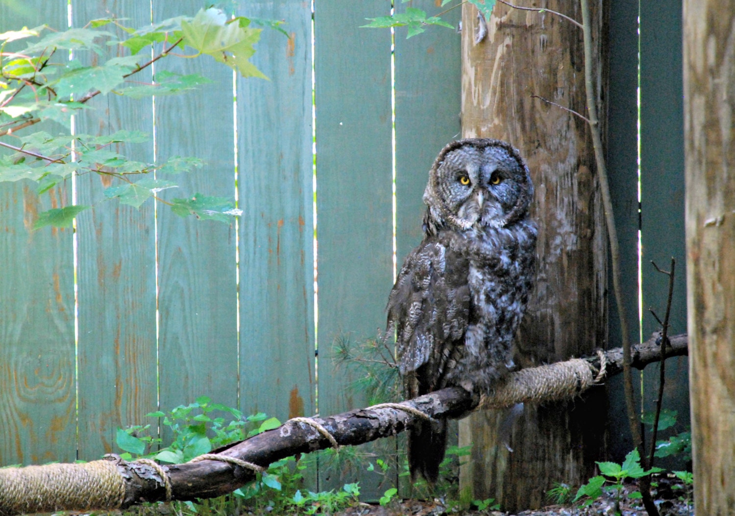 Great Grey Owl, Original Nature Art Photo Print