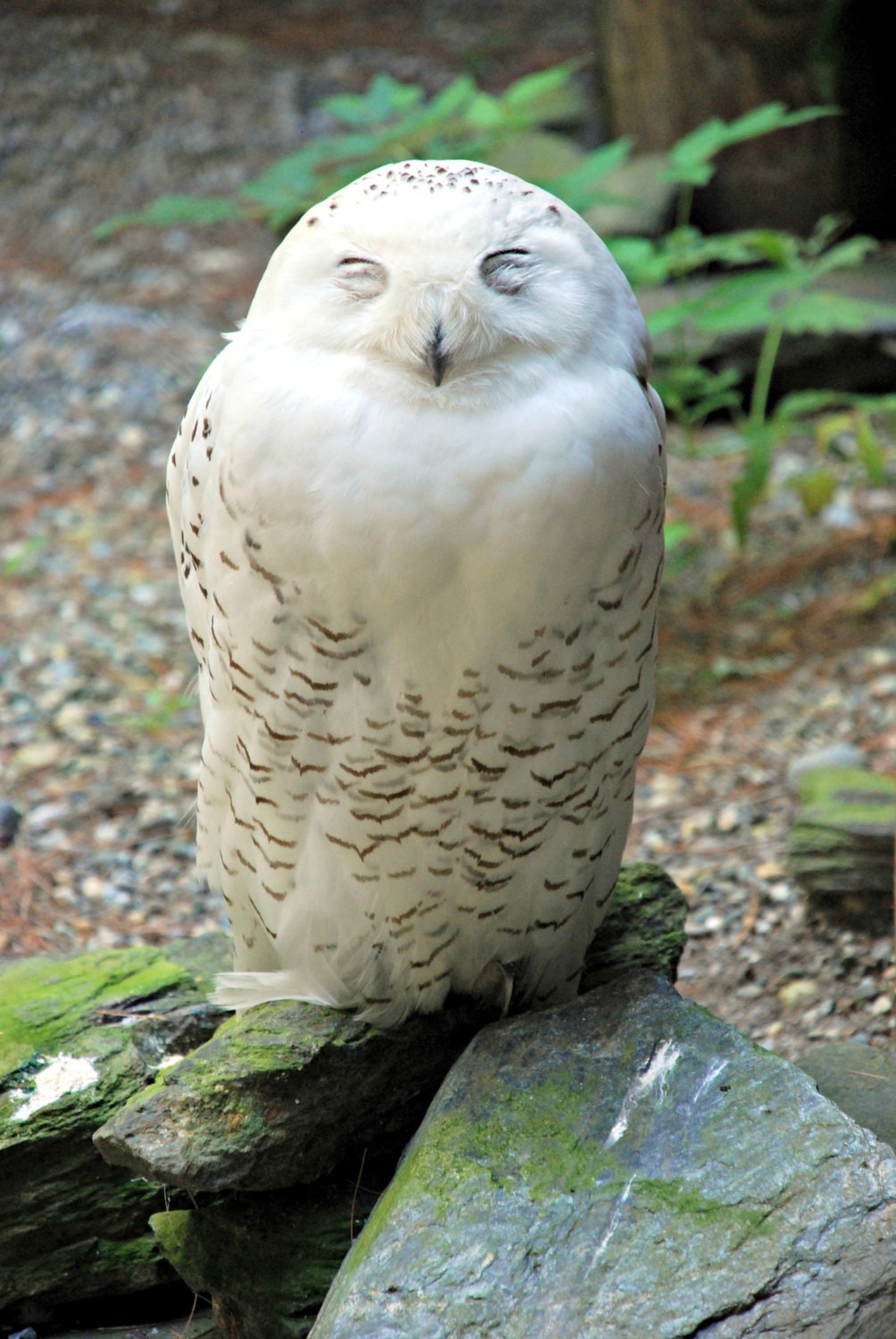 Sleepy Snowy Owl, Original Nature Art Photo Print