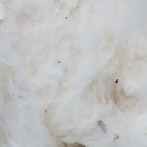 Egyptian Cotton Lint