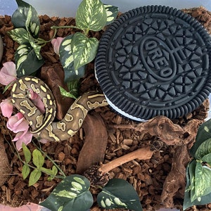 May include: A black and white Oreo cookie, a brown snake, and green plants in a terrarium with brown wood chips.