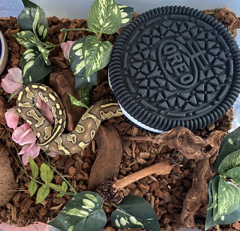 May include: A black and white Oreo cookie, a brown snake, and green plants in a terrarium with brown wood chips.
