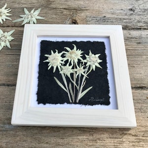 White Edelweiss Flower Framed Artwork Picture with White Frame, Pressed Alpine Flower Home Decor, Anniversary Wedding Engagement Gift