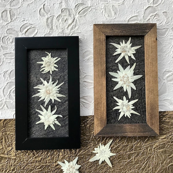 Oeuvre d'art encadrée de vraies fleurs d'edelweiss blanches pressées, blanc noir, cadeau d'anniversaire de tête de fleur d'edelweiss triple, cadeau de mariage pour elle