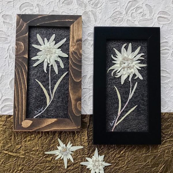 Echtes Edelweiss Bild Gepresste weiße Edelweiss Blume auf schwarzem Hintergrund gerahmtes Kunstwerk Single riesiger Edelweiss Blumenkopf, Jubiläumsgeschenk