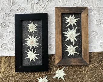 Real Pressed White Edelweiss Flower Picture Framed Artwork, White Black, Triple Edelweiss Flower Head Anniversary Gift, Wedding Gift for her