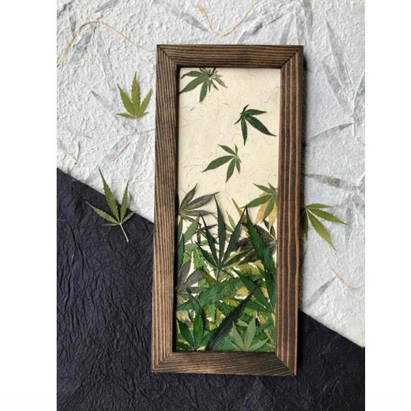 Real Pressed Cannabis Leaf Falling Framed Picture Wall Art | SIGNED ORIGINAL Botanical Cannabis Art Pressed Marijuana Leaf Pot Leaf Home