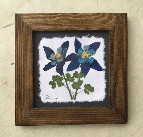 Framed Pressed Columbine Flower Art: Signed Botanical Picture