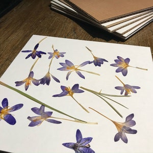 May include: A white sheet of paper with 14 pressed purple flowers arranged in a random pattern. The flowers have yellow centers and are arranged on a white background.