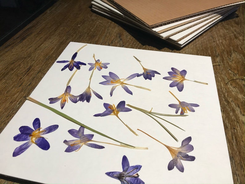 May include: A white sheet of paper with 14 pressed purple flowers arranged in a random pattern. The flowers have yellow centers and are arranged on a white background.
