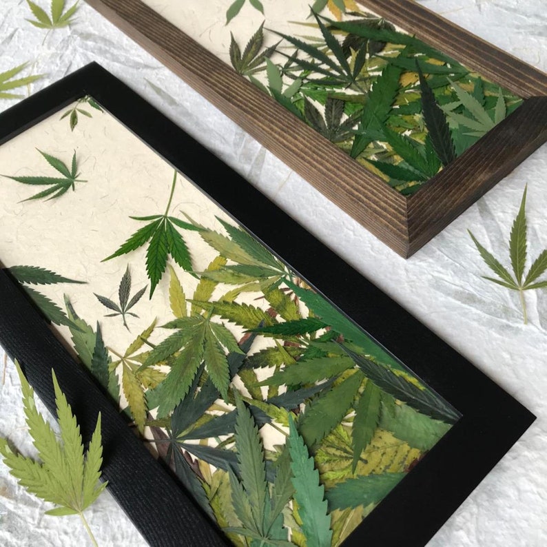 Real Pressed Cannabis Leaf Falling Framed Picture Wall Art | Etsy