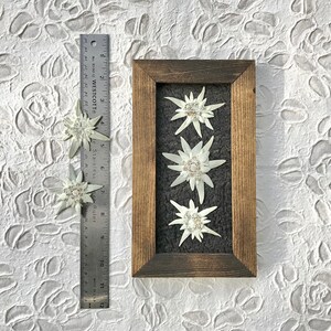 edelweiss