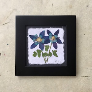 REAL Columbine Framed SIGNED ORIGINAL Botanical Picture | Colorado State Flower Blue Columbine Home Decor Pressed Flower Wall Art Nature