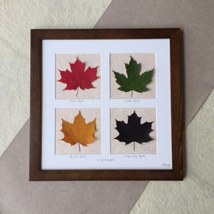 4 SEASONS Echt gepresstes Ahornblatt signiertes ORIGINAL gerahmtes Bild weißer Mattrand; Schwarzer oder Walnuss handgemachter Rahmen; Kanadisches Ahornblatt Art