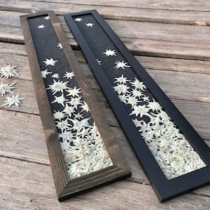 Herbarium Artwork - White Edelweiss Flower Framed Artwork Vertical Wall Art, Pressed Edelweiss Picture Framed European Alpine Flower