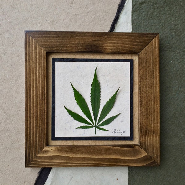 Image de vraie feuille de cannabis pressée derrière une vitre | Image botanique pressée originale signée de feuille de marijuana à des fins médicales | Décoration d'intérieur en feuilles séchées