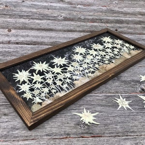 Edelweiss Garden Picture, Real Pressed Flower Framed Artwork Preserved Edelweiss Flower of the Alps, Dried White Botanical Framed Artwork