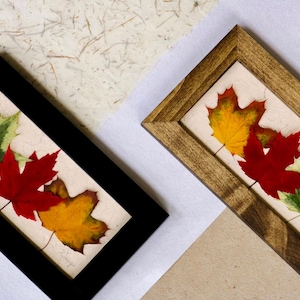 Echtes gepresstes Ahornblatt Wohnkultur | Bunte Ahornblätter für Cottage oder Haus | Gepresste Botanische Kunstwerk Original Herbarium Gepresste Wünsche