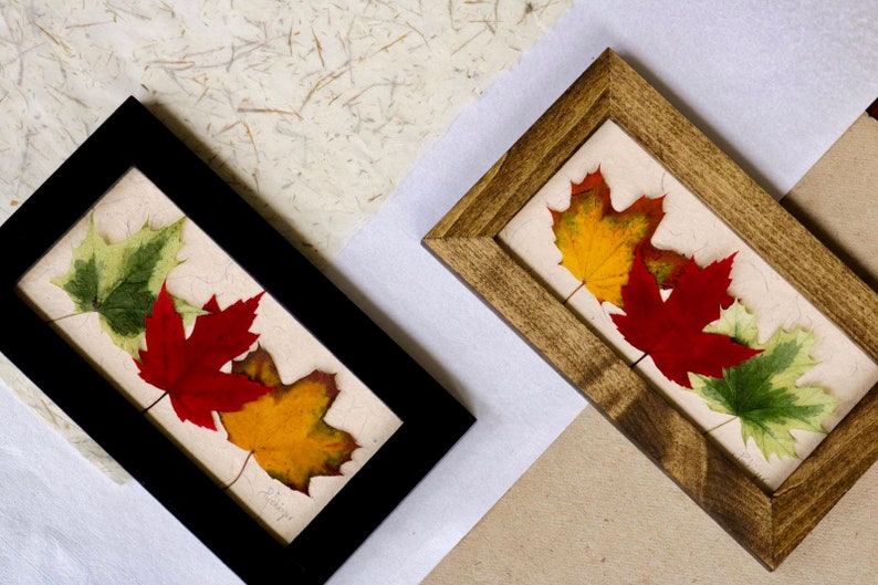 Real Pressed Maple Leaf Home Decor Colorful Maple Leaves For Etsy