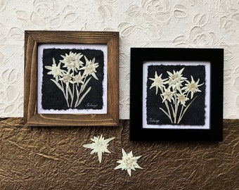 REAL Edelweiss Framed Pressed Flower Art Signed ORIGINAL | Dried Rare Mountain Wild Flower Framed Artwork Austrian | Engagement Gift Wedding