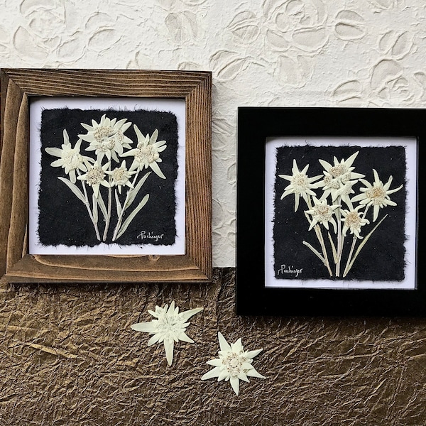 Edelweiss REAL oeuvre d'art encadrée avec fleurs pressées signée ORIGINAL | Oeuvre d'art encadrée de fleurs sauvages rares de montagne séchées, Autriche | Cadeau de fiançailles Mariage