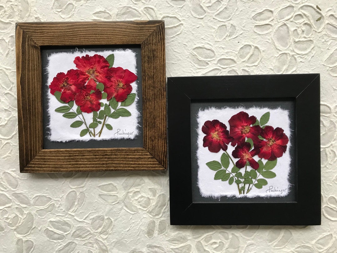 Framed Pressed Red Rose Art: Signed Original Botanical Decor - Etsy