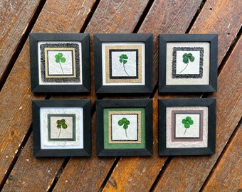 REAL Pressed Lucky 4 Leaf Clover Framed Signed Original Dried Shamrock