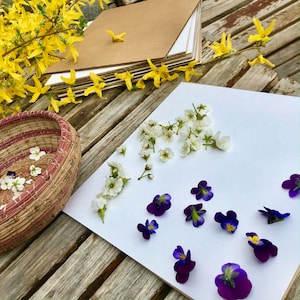 May include: A white surface with a variety of pressed flowers, including white blossoms and purple pansies. The flowers are arranged in a pleasing pattern.