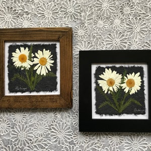 Pressed Daisy Stems Dried Daisy Flowers 10 Inches Herbarium DIY Daisies for  Framing Daisy Botanical Art Daisy Flower 1 Pc 