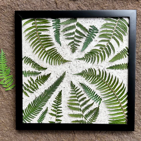 Pressed Fern Picture, Large Wall Art Framed Fern Arrangement Wall Art, West Coast Plant Picture, Herbarium Artwork by Pressed Wishes