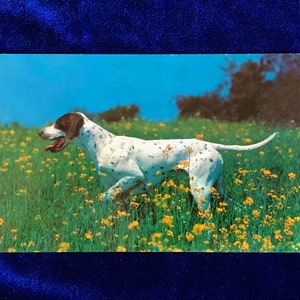 1950&#39;s Lusterchrome English Pointer Dog Photo Postcard Tichnor Bros.