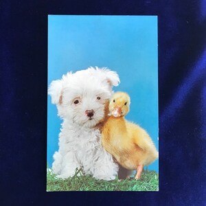 Carte postale avec photo Chiot et bébé canard maltais des années 60