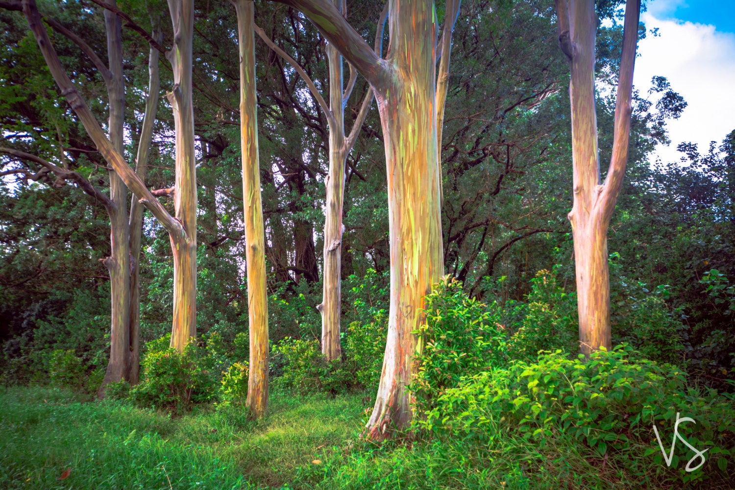 Rainbow Eucalyptus trees in Maui Hawaii photograph Etsy
