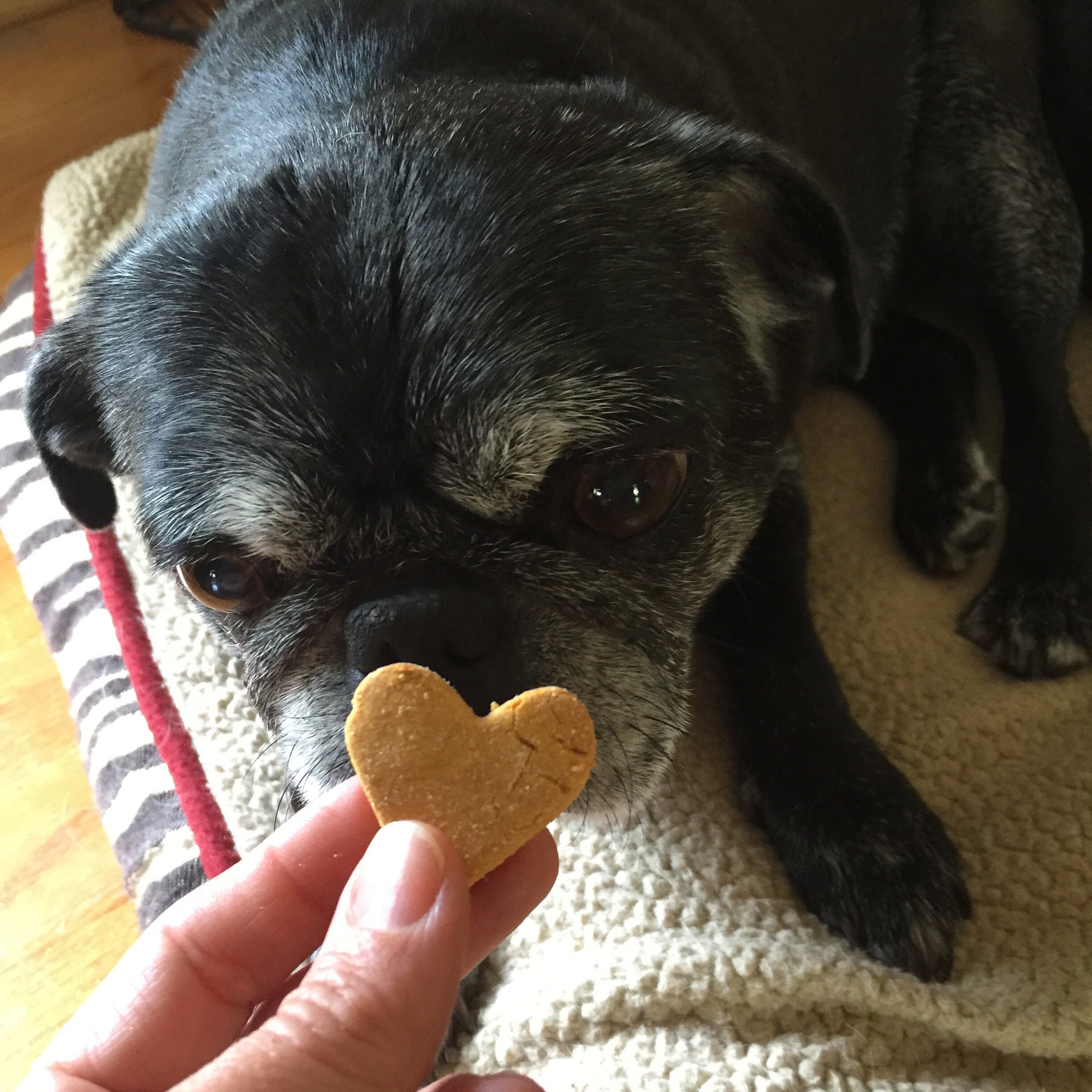 PEANUT BUTTER KISSES Dog Treats Homemade Natural Organic Etsy