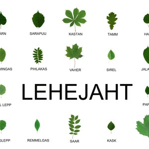 Lehejaht eesti keeles, 16 erinevat lehte ja 10 võimalust