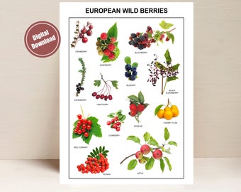 BERRIES Downloadable Prints,  Educational Poster with wild berry pictures  and names in English, Arial font letters, PDF