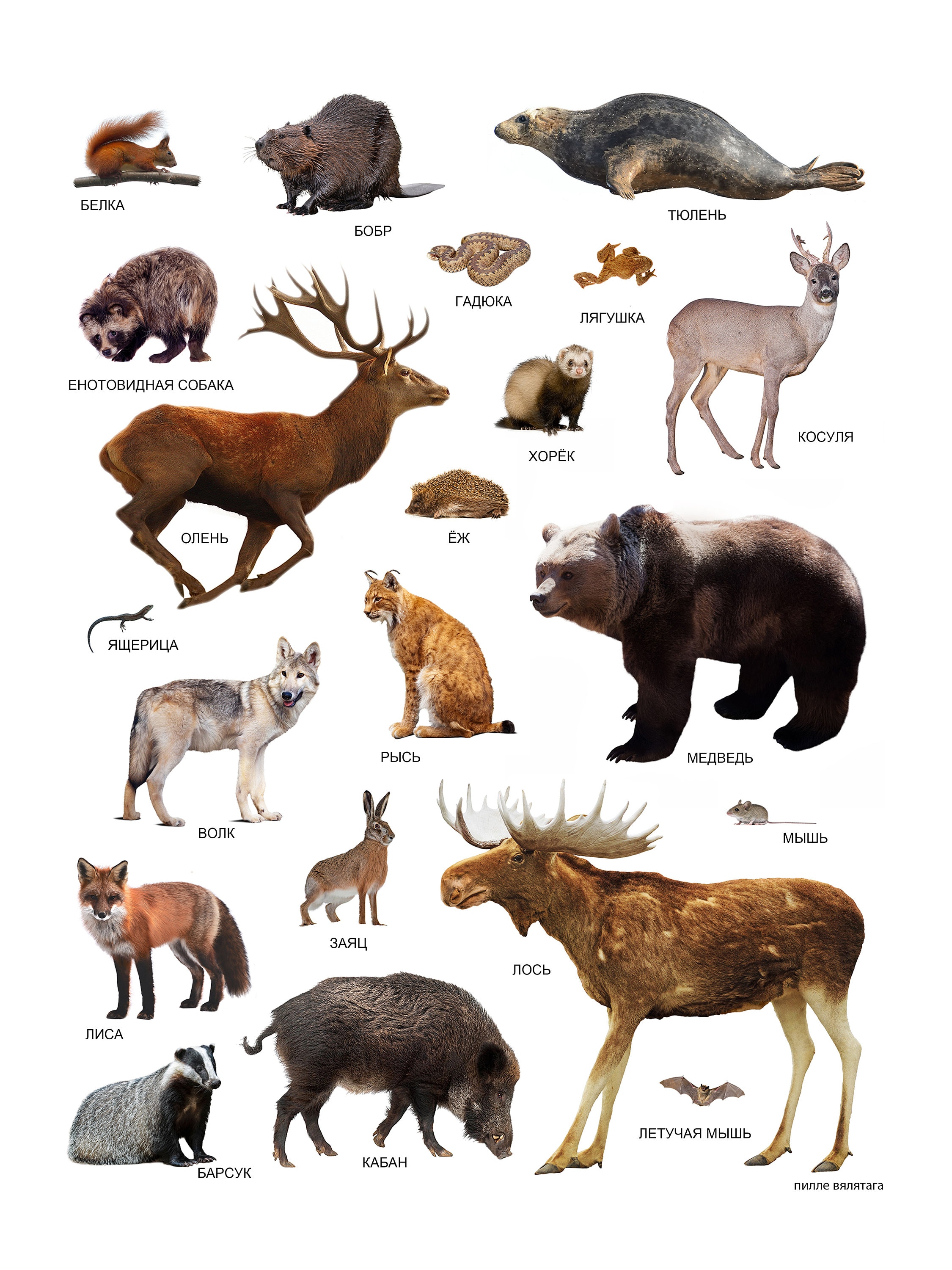 Wild Animal Educational Poster With Wild Amimals and Names in Russian