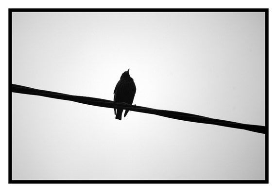 the art of bird photography ii download the art of bird photography ii download