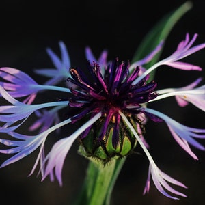 Downloadable floral print, cornflower print in black background, direct download, home art, office decor, flower photography, dark color