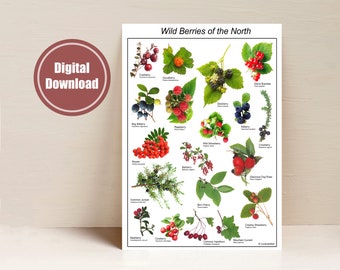 Wild Berries of the North Educational Poster - Nature Lover Wall Art, Montessori Classroom Decor, Teacher Resource