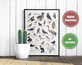 Environmental Educational Poster with wild birds and names in Russian, Arial font letters, different size, instant download printable PDF