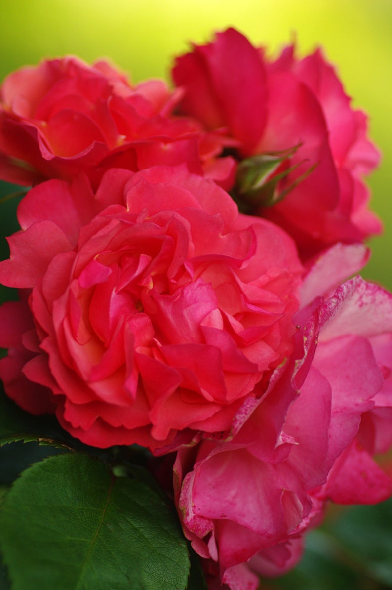Digital Download Image Rose Photography, flower photography instant download, printable pink rose photo, office art, postcard, home decore image 1