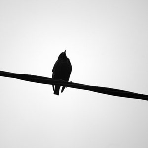 Nature photography direct download, A bird black and white photography instant download, wall art, home decor, fine art, bird photography