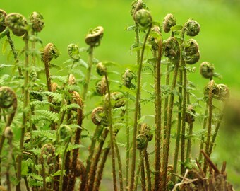 Green nature photography, Fern photography instant download, wall home decore, nature photo, downloadable nature print, printable photo