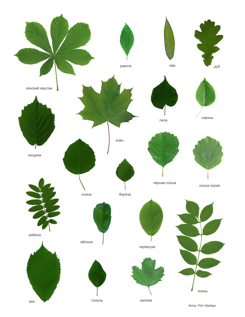 Environmental Educational Poster With Leaves and Names in Russian ...