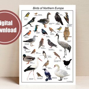 Cartel educativo de aves, Aves del norte de Europa A3, Arte de pared de aprendizaje Montessori