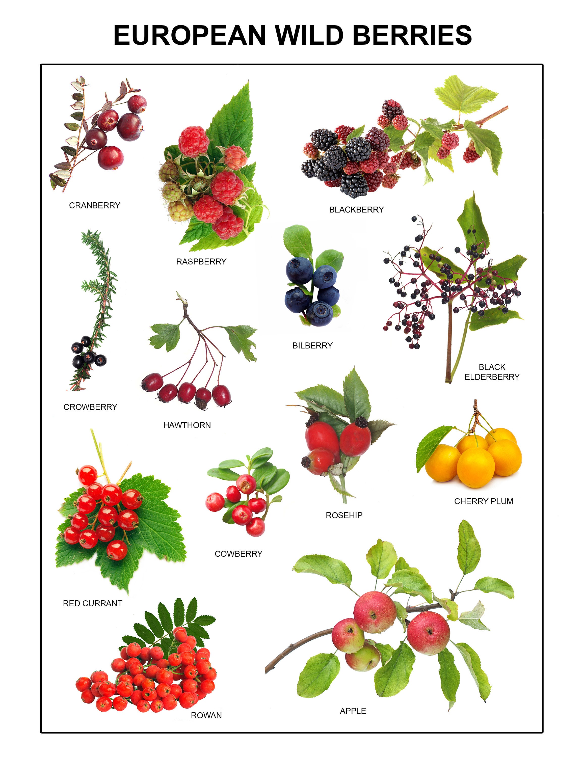 BERRIES Downloadable Prints PDF Arial font letters Educational Poster