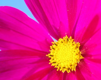Pink photography digital download, flower photography instant download, Printable Flower Photograph, Cornflower Print, Floral Art
